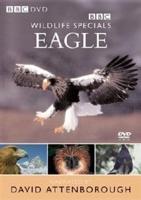Wildlife Special: Eagle - The Master of the Skies
