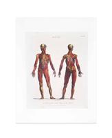 Wellcome Print, 'Écorché of the Second Layer of Muscles (Front and Back)'