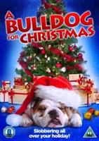 Bulldog for Christmas