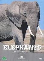 Safari: Elephants