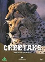 Safari: Cheetahs