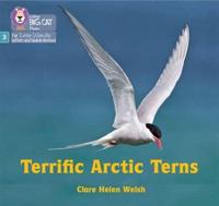 Terrific Arctic Terns
