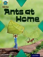 Ants at Home