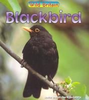 Blackbird