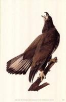 Bald Eagle Poster