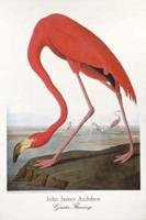 Audubon/Greater Flamingo Poster