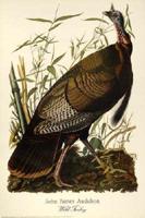 Audubon Wild Turkey Guide