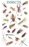 Insects Poster