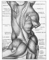 Anatomy for Artists