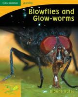 Blowflies and Glow Worms