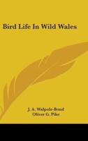 Bird Life In Wild Wales