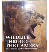 Wildlife Through the Camera