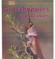 Grasshoppers and Crickets