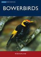 Bowerbirds