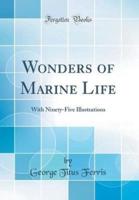 Wonders of Marine Life