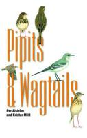 Pipits and Wagtails