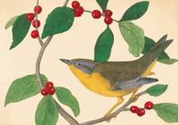 Audubon Holiday Half Notecards