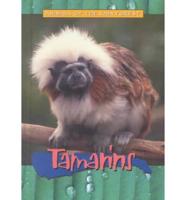 Tamarins