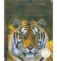 Los Felinos / Big Cats