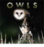 Owls Wall Calendar. 2004