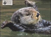 Notecards-Otters-20Pk