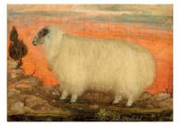 A Mountain Sheep Small Boxed Cards
