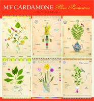 MF Cardamone