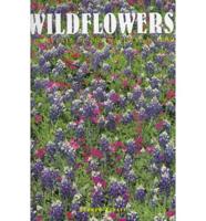 Wildflowers