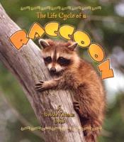 Life Cycle of a Raccoon