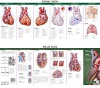 Anatomy of the Heart Study Guide