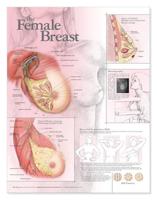 The Female Breast Anatomical Chart