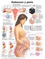 Pregnancy and Birth Anatomical Chart in Spanish (Embarazo Y Parto)