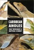 Caribbean Anoles