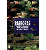 Rasboras