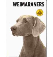 Weimaraners