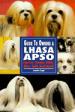 Guide to Owning a Lhasa Apso