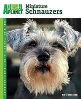 Miniature Schnauzers