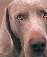 William Wegman Polaroids