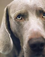 William Wegman Polaroids