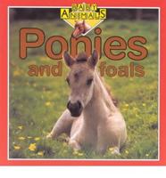 Ponies and Foals