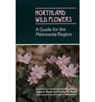 Northland Wild Flowers