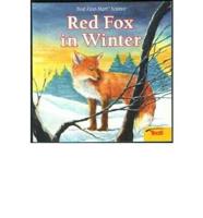 Red Fox in Winter