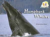 Humpback Whales