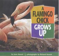 A Flamingo Chick Grows Up