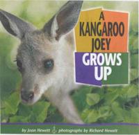 A Kangaroo Joey Grows Up