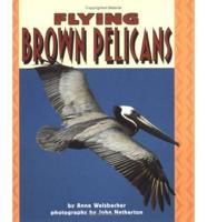 Flying Brown Pelicans
