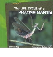 The Life Cycle of a Praying Mantis