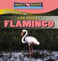The Life Cycle of a Flamingo