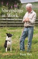 Sheepdogs at Work