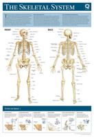 Human Anatomy Wallchart
